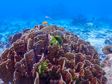 Phuket: Similan Island Snorkeling Adventure full day tour by Sea Star Andaman