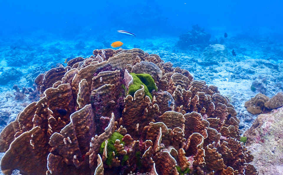 Phuket: Similan Island Snorkeling Adventure full day tour by Sea Star Andaman