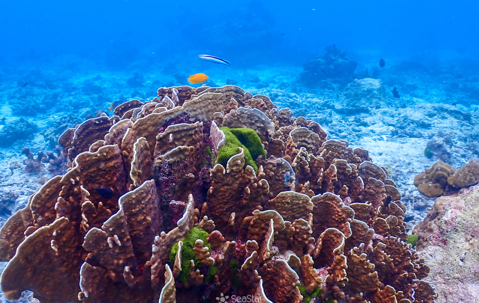 Phuket: Similan Island Snorkeling Adventure full day tour by Sea Star Andaman