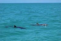 Key West Tours from Miami: Dolphin Discovery, Snorkeling & More ! 3