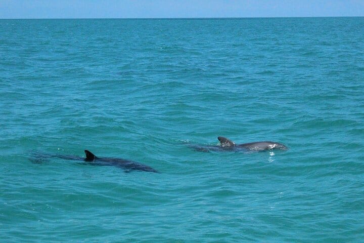Key West Tours from Miami: Dolphin Discovery, Snorkeling & More ! 3