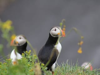 Reykjavík Classic Puffin Watching, photo 7