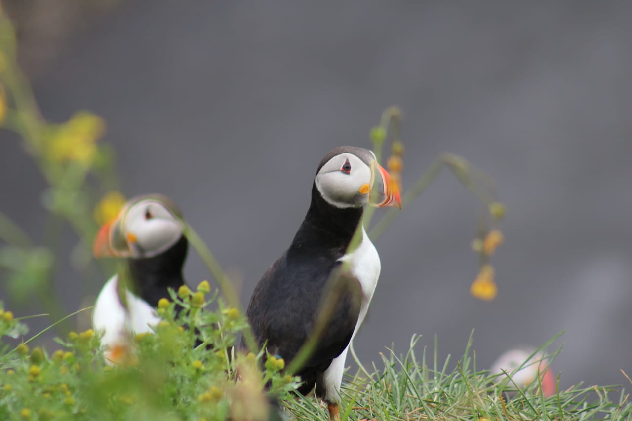 Reykjavík Classic Puffin Watching 7