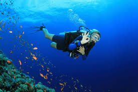 Dubai : Scuba Diving in Arabian Gulf Marine Life