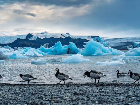Diamond Beach&Glacier Lagoon Small group Day Tour guided in Chinese冰岛钻石沙滩&冰河湖中文一日精品团(可选冰河湖游船), photo 5