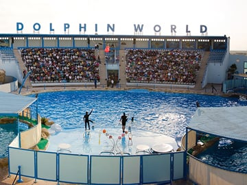 Dolphin Encounter in Hurghada