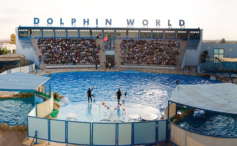 Dolphin Encounter in Hurghada
