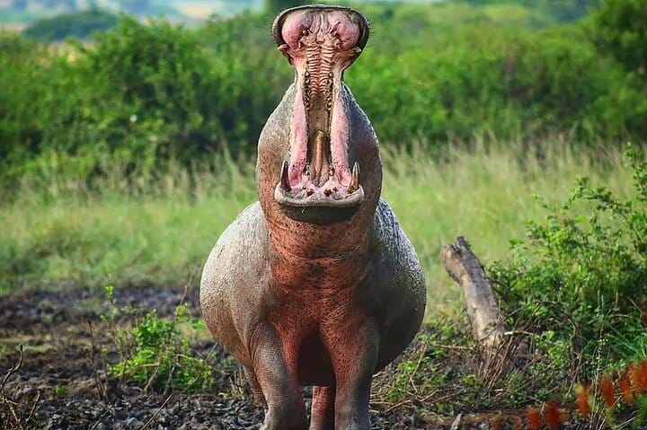 3 Days Murchison Falls NP Safari