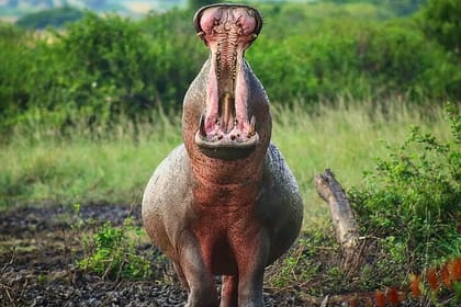 3 Days Murchison Falls NP Safari