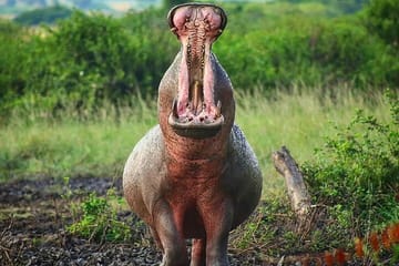 3-Day Safari and ATV Adventure in Murchison Falls NP