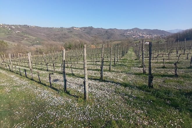 Private Irpinia Wine Tour from Sorrento with Sommelier - Photo 12