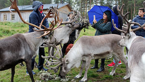 Summer: Visit Reindeer Farm & Husky park