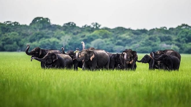  From Negombo: Wilpattu National Park Safari 2