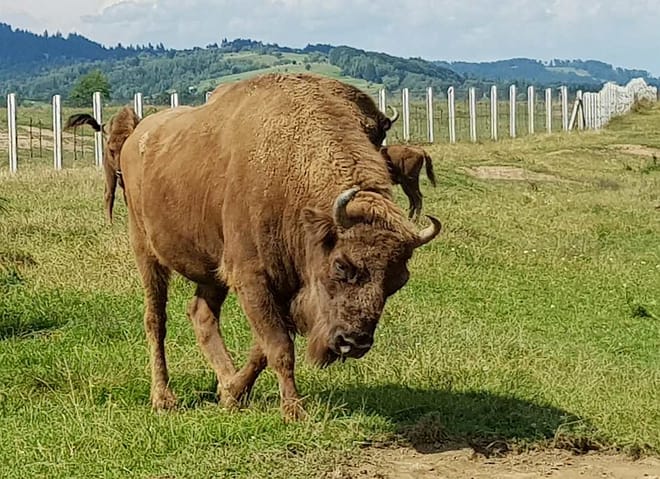 Day trip to the Bison Reserve & Traditional Cuisine Experience photo 2