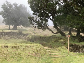 Hiking and Birdwatching in Fanal Forest, Portugal