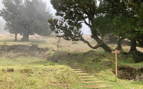 Hiking and Birdwatching in Fanal Forest, Portugal