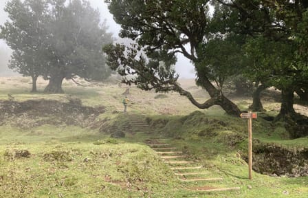 Hiking and Birdwatching in Fanal Forest, Portugal