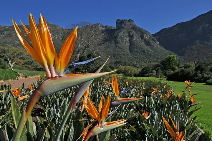 Bella Private Tours: Private Table Mountain, Kirstenbosch & Constantia Wine Day — Constantia - Photo 7