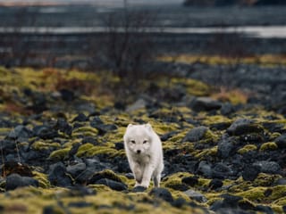 3-Day Icelandic Wilderness Hike, photo 30
