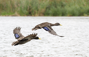 Day Trip to Lake Muhazi with Picnic and Birding Experience