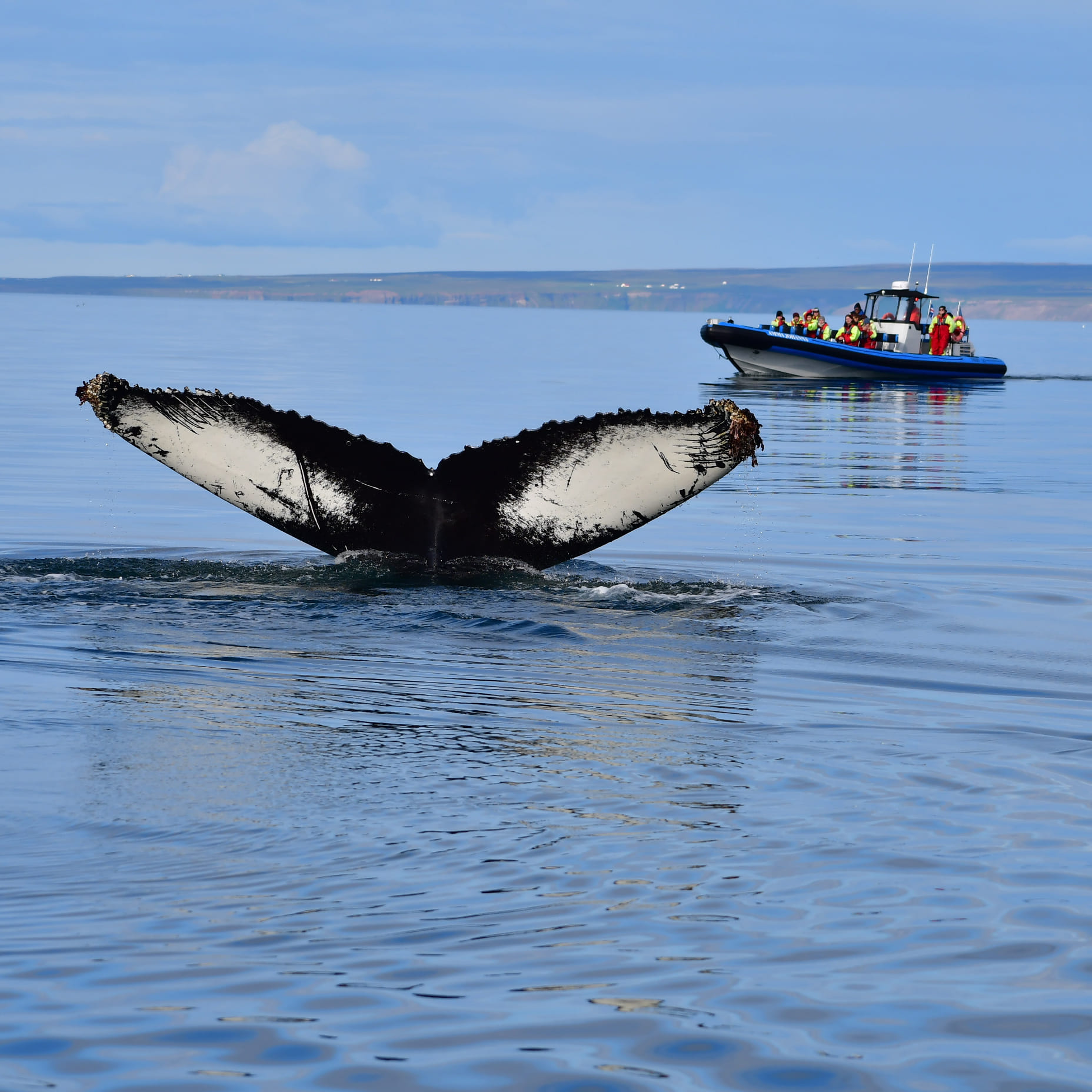 Gentle Giants Whale Watching from Husavik, Iceland - GG2 Big Whale Safari and Puffins with a local Family Company