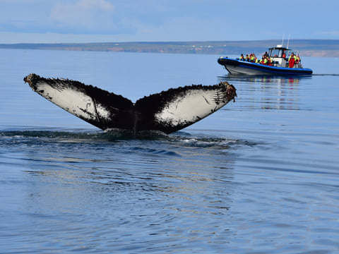 Gentle Giants Whale Watching from Husavik, Iceland - GG2 Big Whale Safari and Puffins with a local Family Company