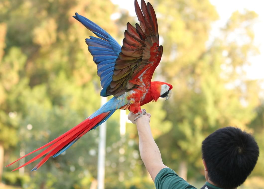 BIRD SHOW AT CREEK PARK DUBAI  ONLINE TICKETS  TOUR VISIONARY