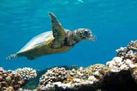 Private Abu Dabbab Snorkeling with Turtles &amp; Transfer - Hurghada