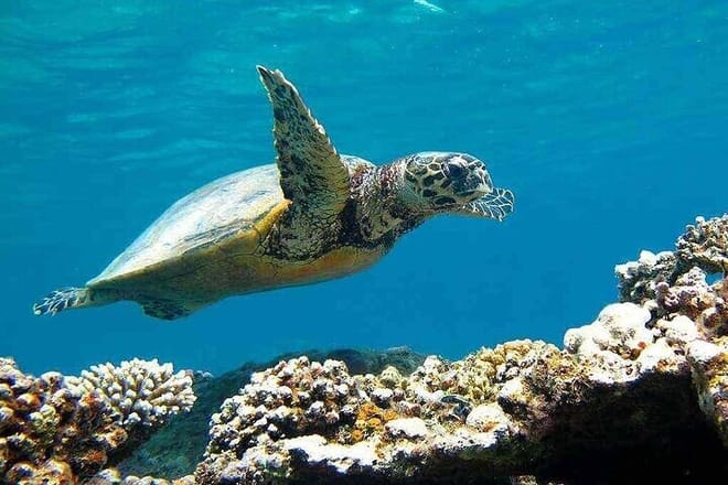 Private Abu Dabbab Snorkeling with Turtles &amp; Transfer - Hurghada