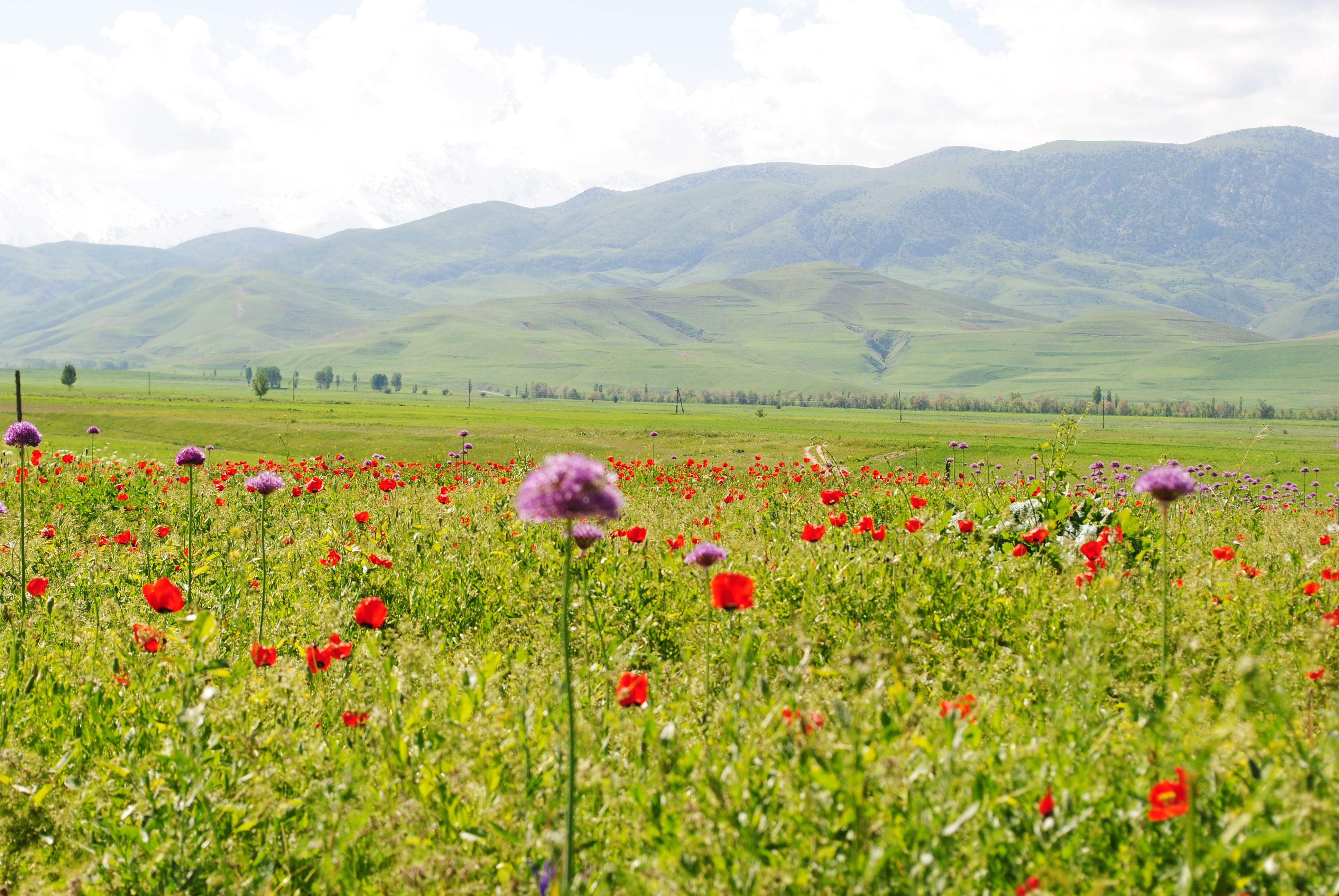 Alpine meadow Kyrgyzstan