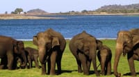  From Anuradhapura: Habarana Adventure Day Tour 7