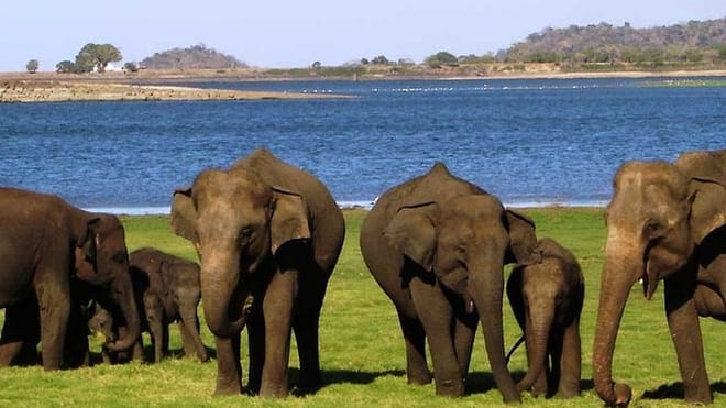  From Anuradhapura: Habarana Adventure Day Tour 7