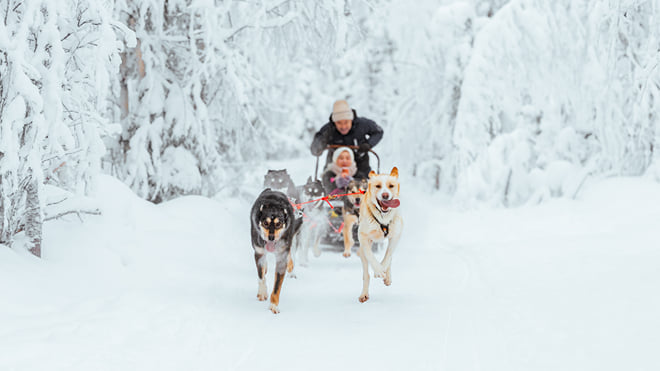 Rovaniemi: Insider 2km Husky Sleigh Ride Adventure