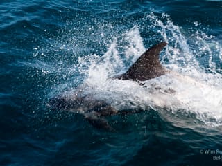 Whale watching - Downtown Reykjavík, photo 6