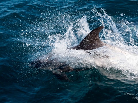 Whale watching - Downtown Reykjavík, photo 6
