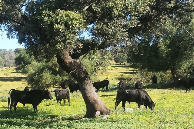 Visit to a Cattle Ranch of Toros Bravos in Seville photo 6