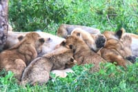Serengeti National park