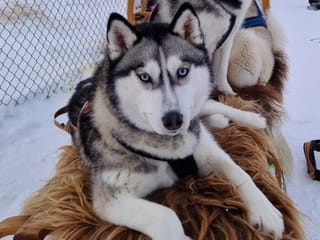 Dog Sledding and Goðafoss experience from Akureyri, photo 6