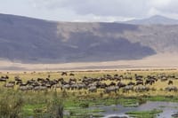 Ngorongoro crater