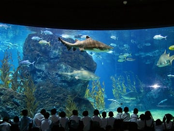 SEA LIFE Bangkok Ocean World and Madame Tussauds Combo Ticket