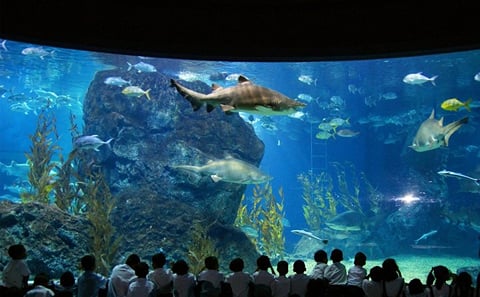 SEA LIFE Bangkok Ocean World and Madame Tussauds Combo Ticket