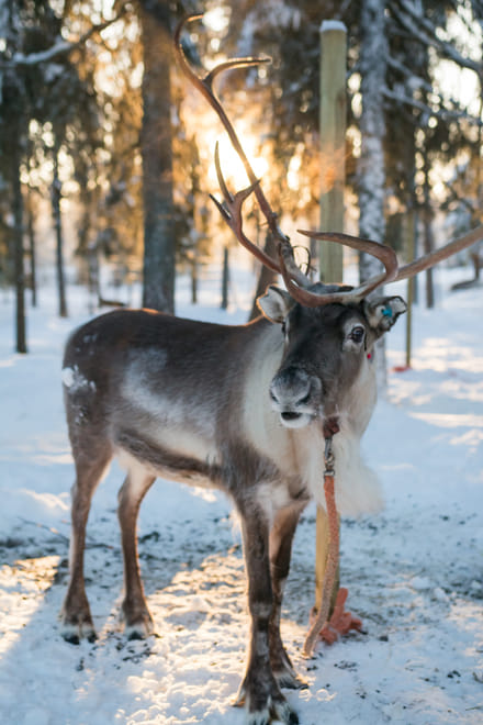 Konttaniemi: Insider Reindeer farm and ride