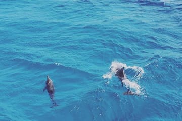 Swim with Wild Dolphins in the Red Sea from Hurghada