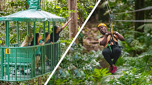 Adrena-Line Zipline Canopy Tour at Rainforest Adventures St. Lucia