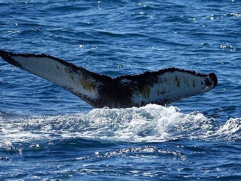 Whale Watching and Marine Life Tour in Faxafloi, photo 2