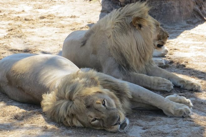 Lions in Hwange