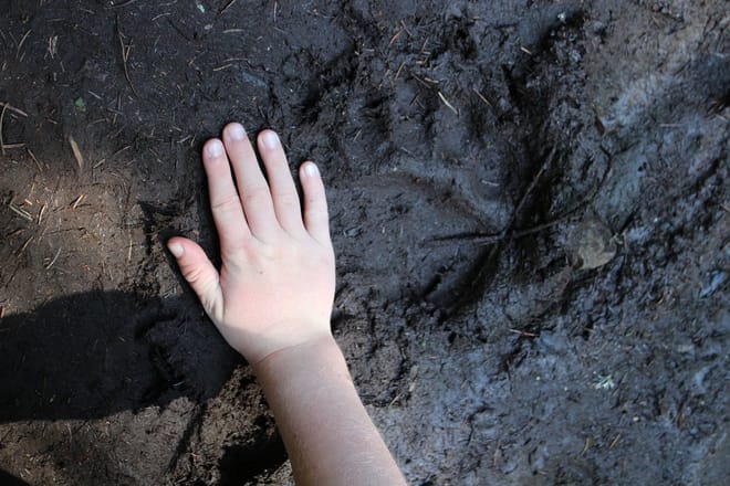 A close-up of a bear track in the forest.