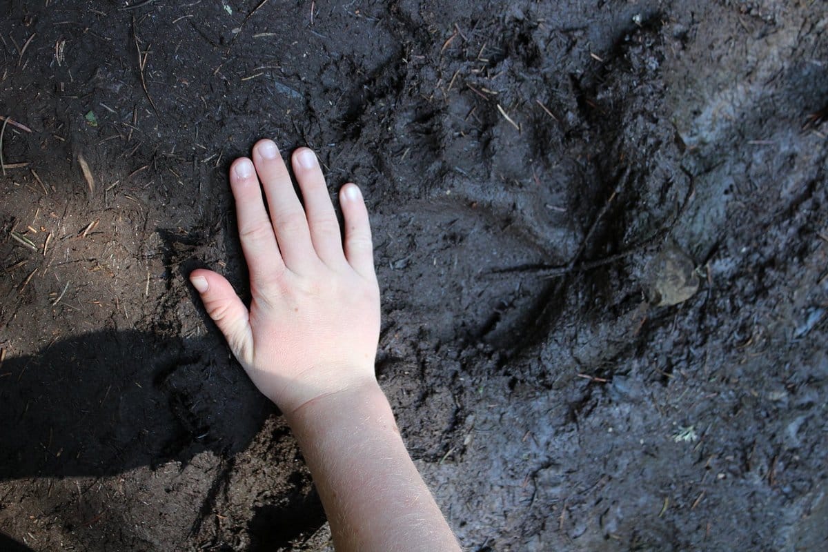 A close-up of a bear track in the forest.