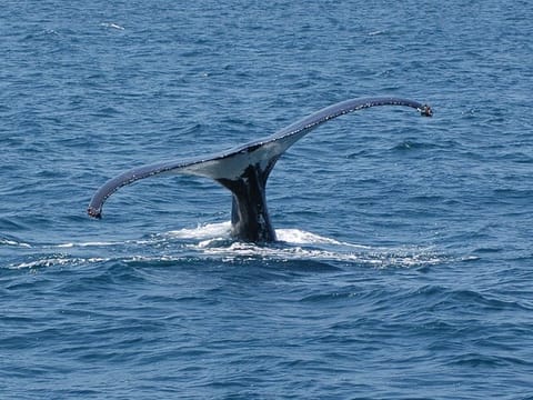 Ultimate Whale Watching Adventure on a RIB Speedboat in Reykjavík Bay, Iceland, photo 5