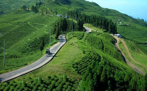 7-Day Hiking and Cultural Tour of Ilam Tea Garden